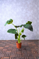 Indoor Plant Medium 50-60 cms Alocasia Spp. Alocasia Spp.