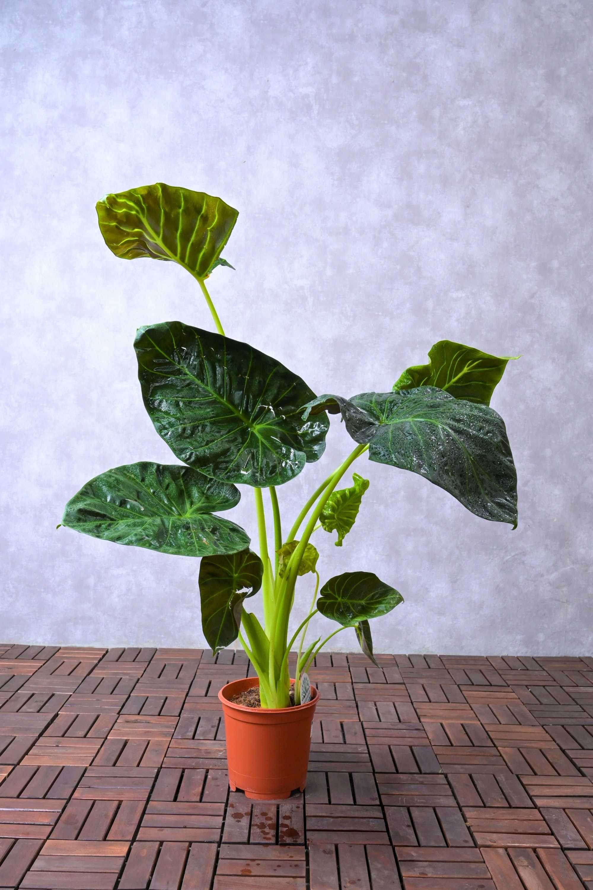 Indoor Plant Medium 50-60 cms Alocasia Spp. Alocasia Spp.