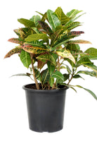 Indoor Plant Medium 50-60 cms Codiaeum variegatum ‘Petra’ Codiaeum variegatum ‘Petra’