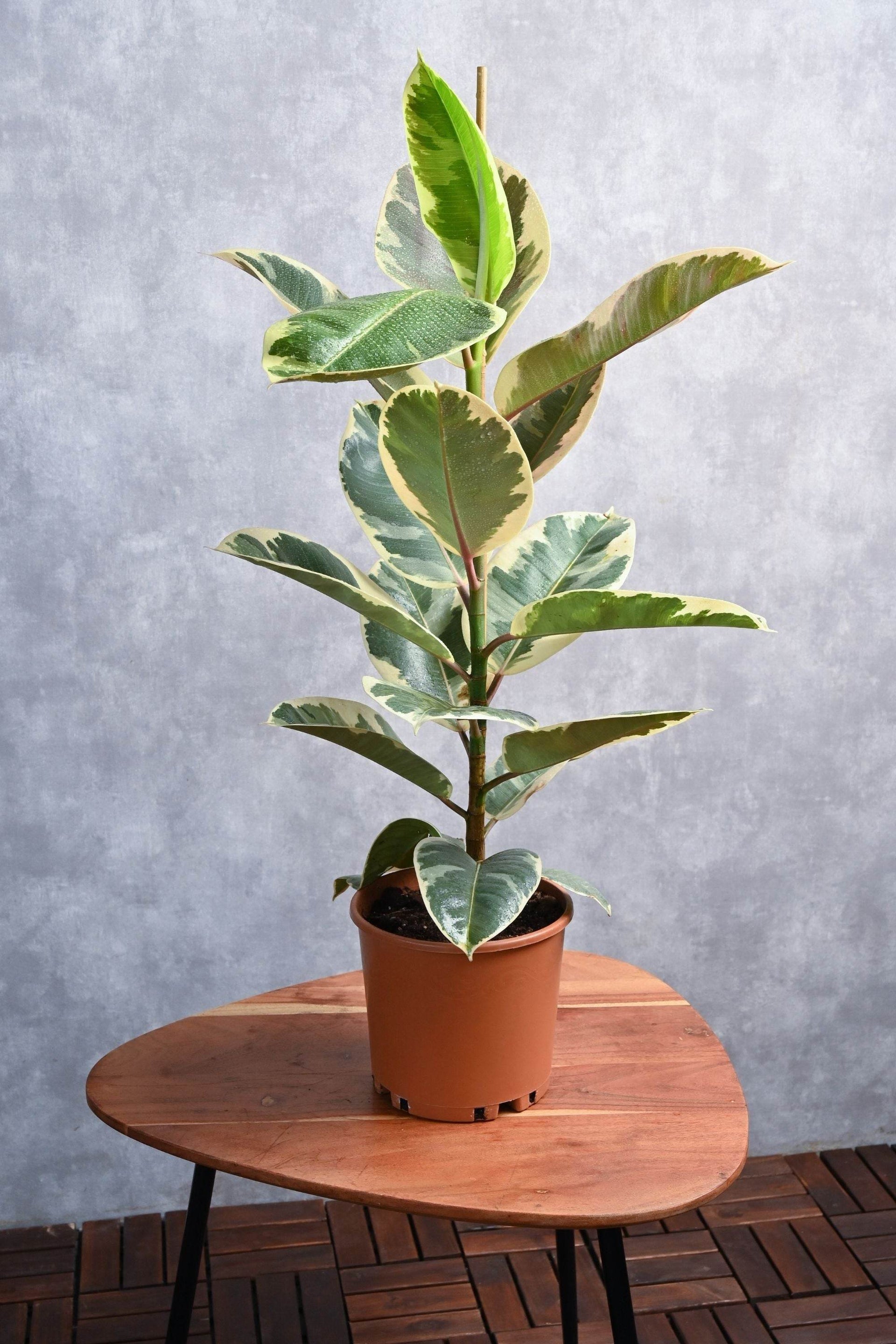 ficus radicans variegata Ficus Robusta Variegata – Adplants