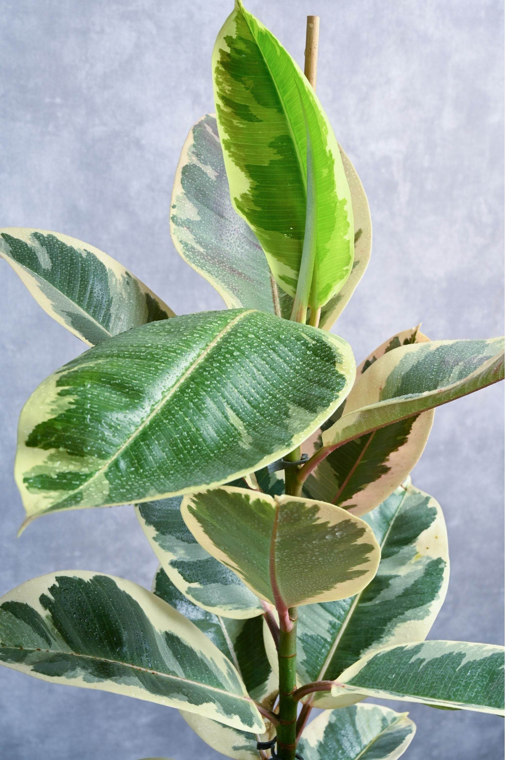 Indoor Plant Medium 60-70 cms / White Ceramic Pot Ficus Robusta Variegata Ficus Robusta Variegata
