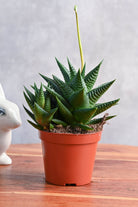 Indoor Plant Medium Haworthia Limifolia Haworthia Limifolia