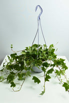 Indoor Plant Medium Hedera helix Hedera helix