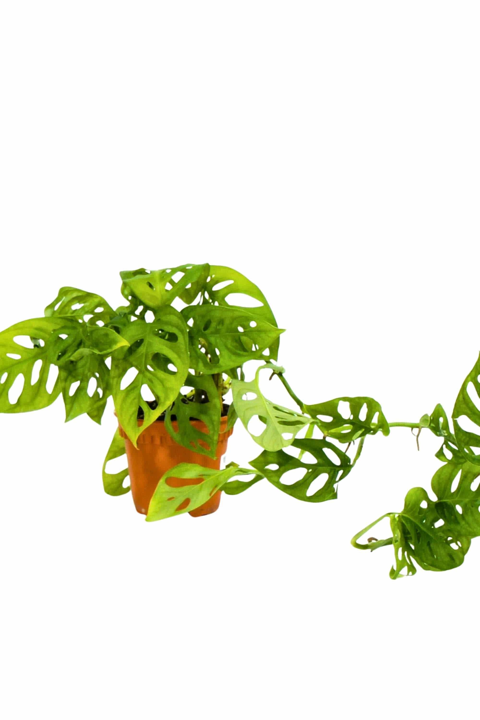 Indoor Plant Monstera adansonii Monstera adansonii