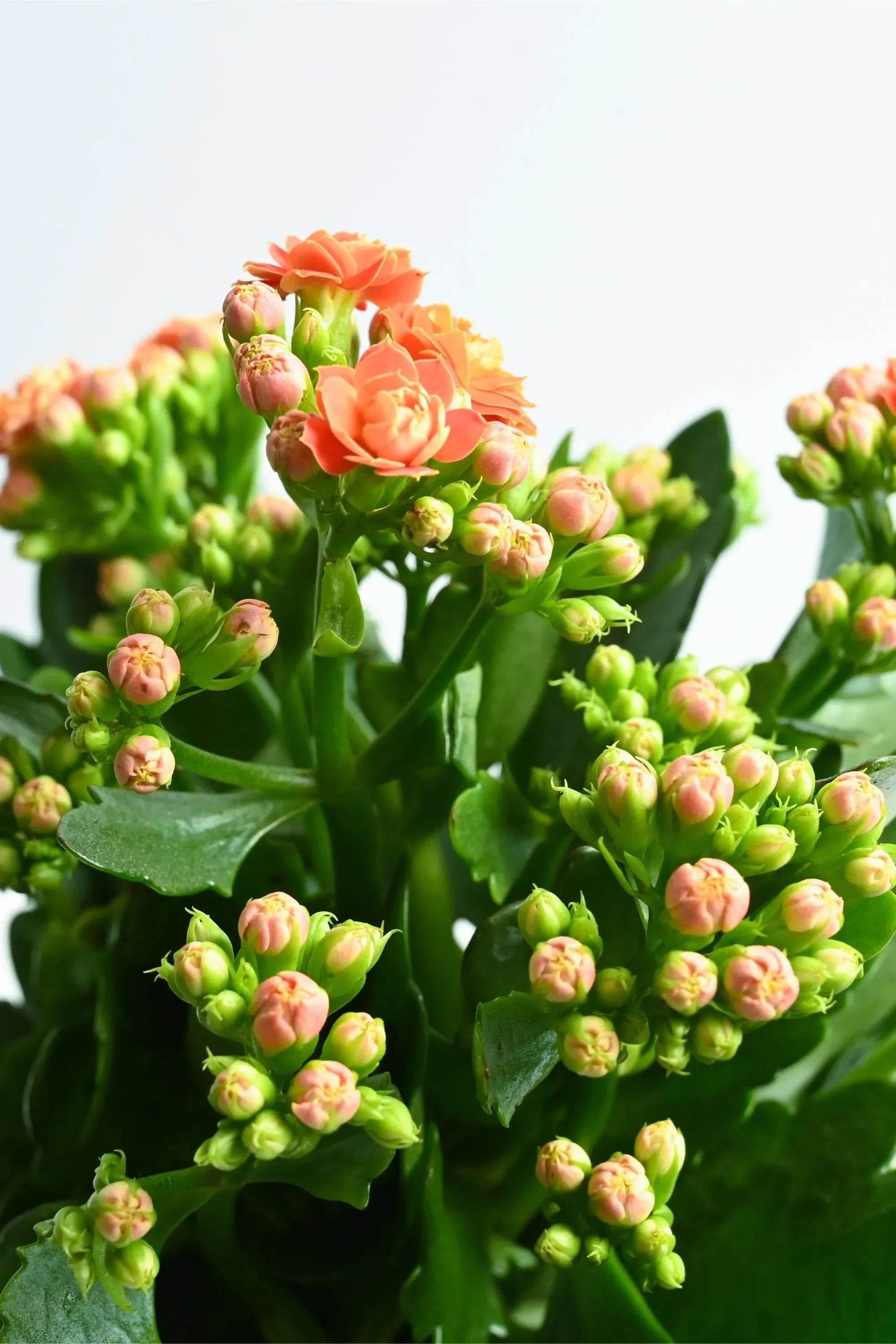 Indoor Plant Orange / Default Plastic Pot Kalanchoe spp. Kalanchoe spp.