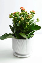 Indoor Plant Orange / White Ceramic Kalanchoe spp. Kalanchoe spp.