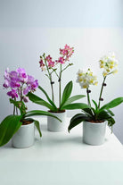 Indoor Plant Orchid Blooms Trio Gift Bundle - Phalaenopsis double dwarf Orchid Blooms Trio Gift Bundle - Phalaenopsis double dwarf