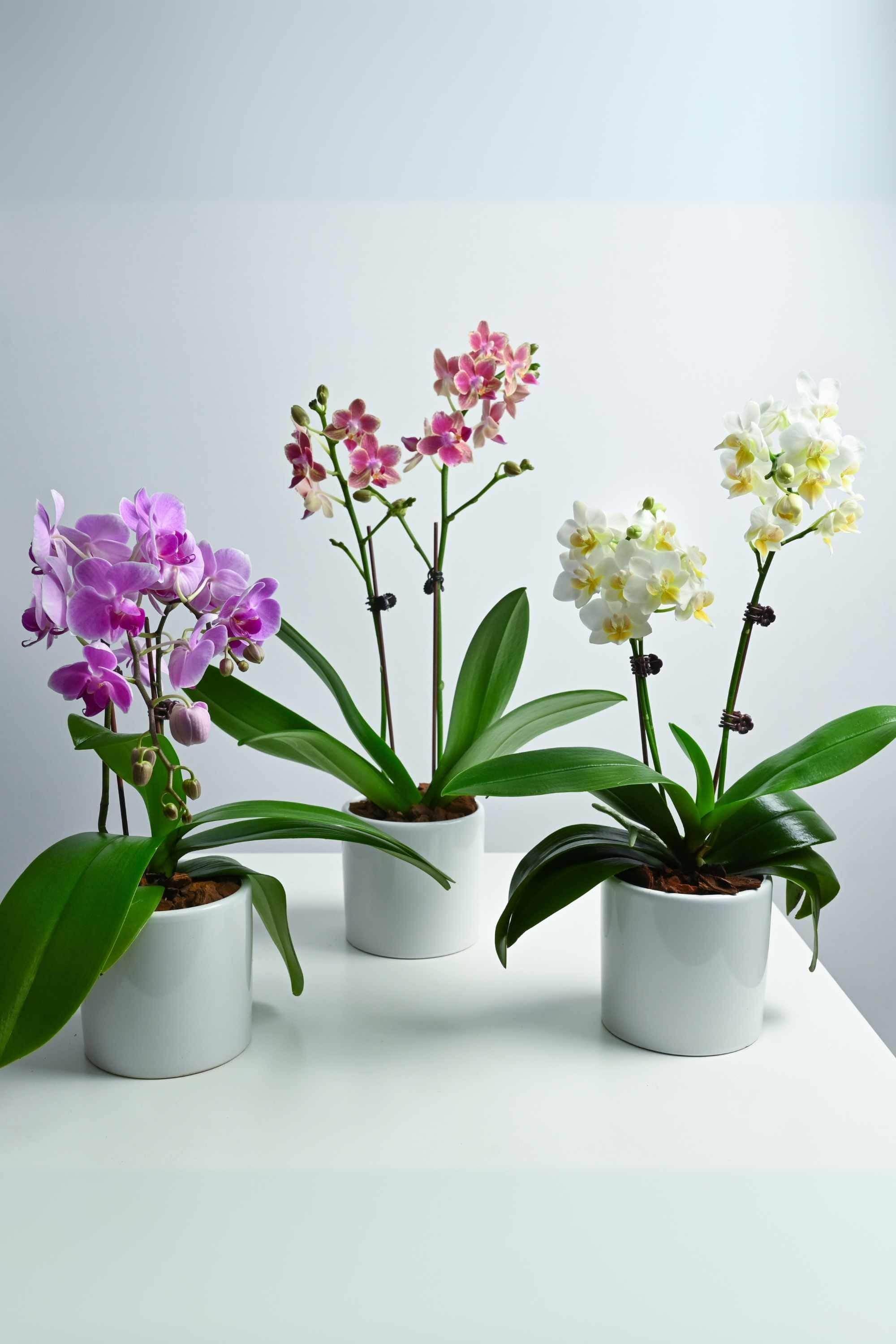 Indoor Plant Orchid Blooms Trio Gift Bundle - Phalaenopsis double dwarf Orchid Blooms Trio Gift Bundle - Phalaenopsis double dwarf