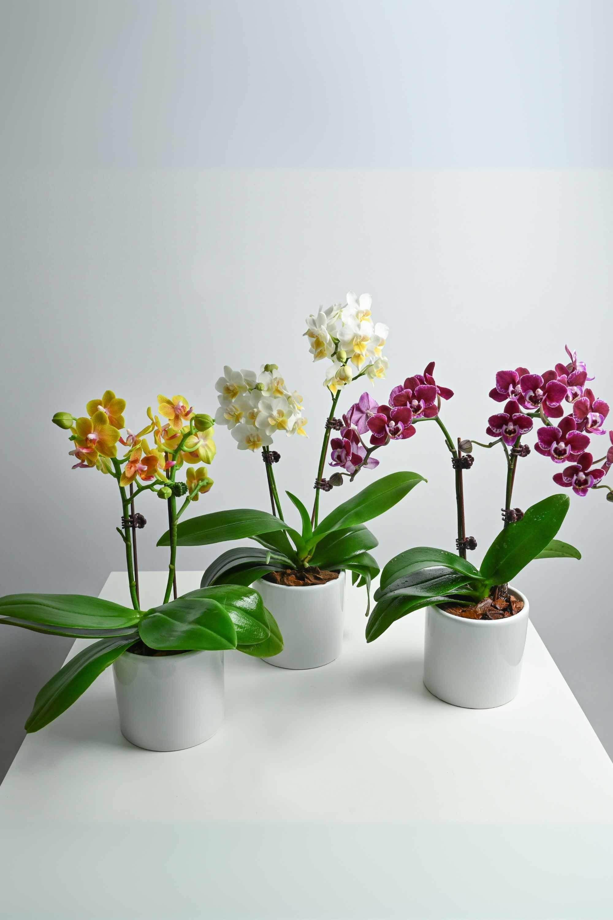 Indoor Plant Orchid Blooms Trio Gift Bundle - Phalaenopsis double dwarf Orchid Blooms Trio Gift Bundle - Phalaenopsis double dwarf