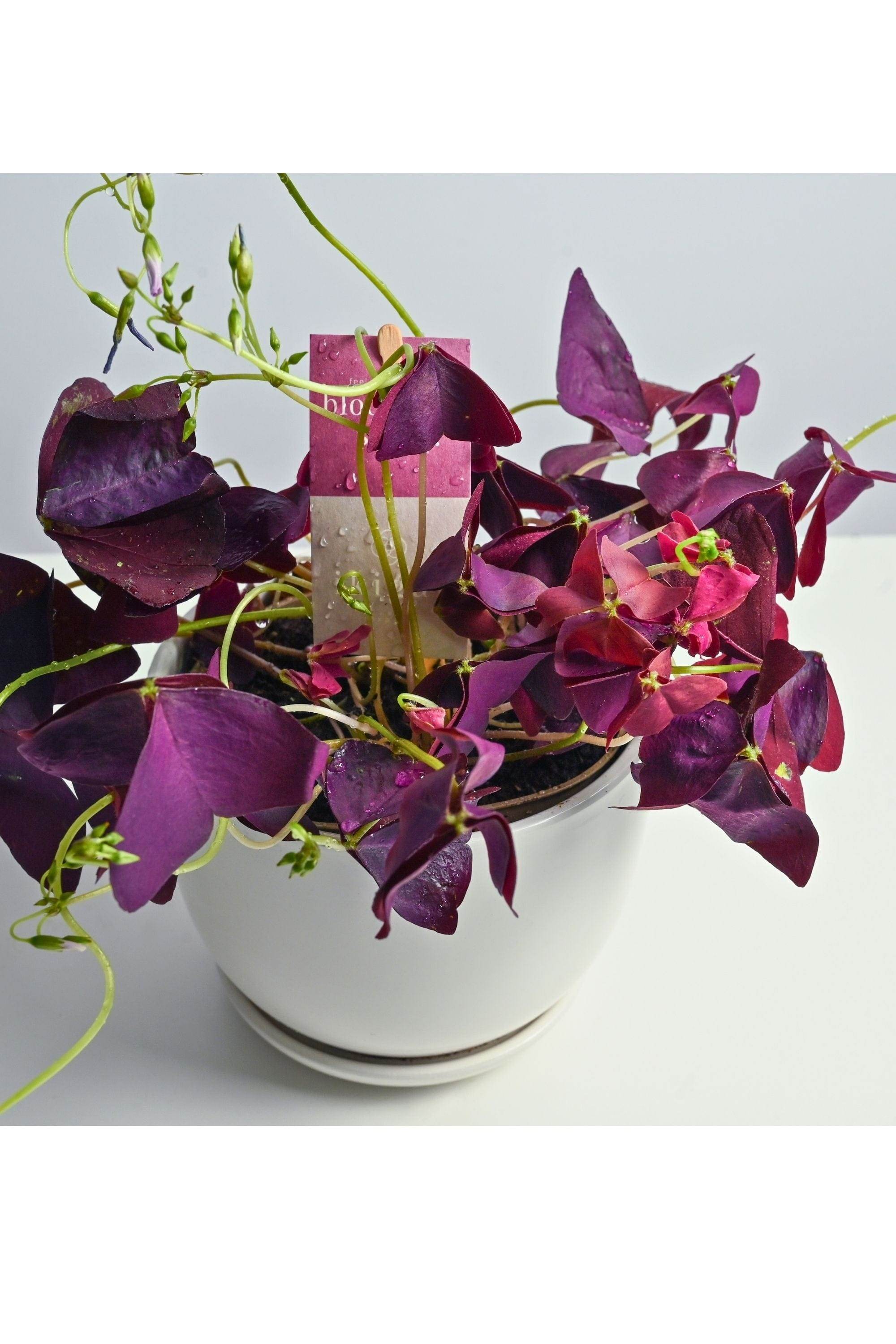 Indoor Plant Oxalis triangularis Oxalis triangularis