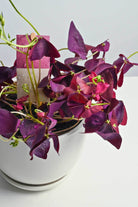 Indoor Plant Oxalis triangularis Oxalis triangularis