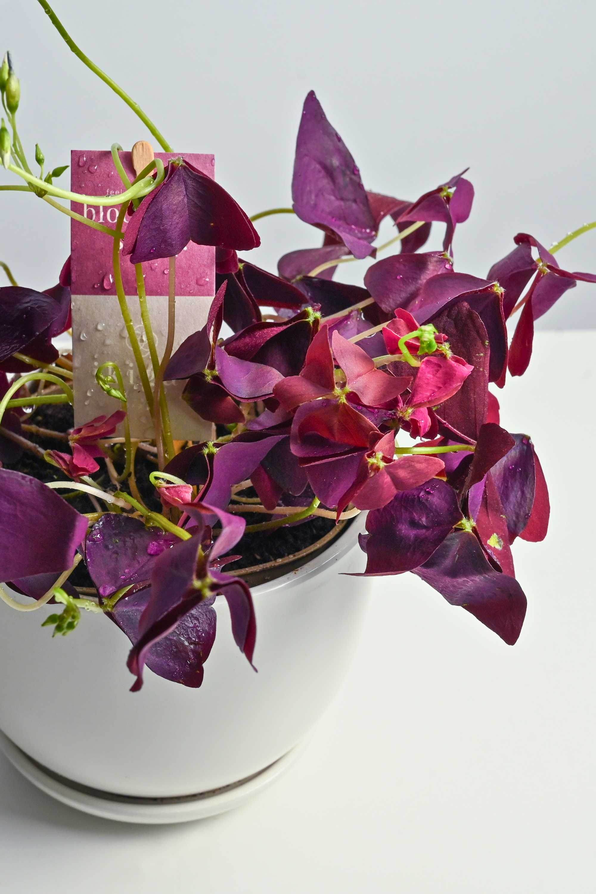 Indoor Plant Oxalis triangularis Oxalis triangularis