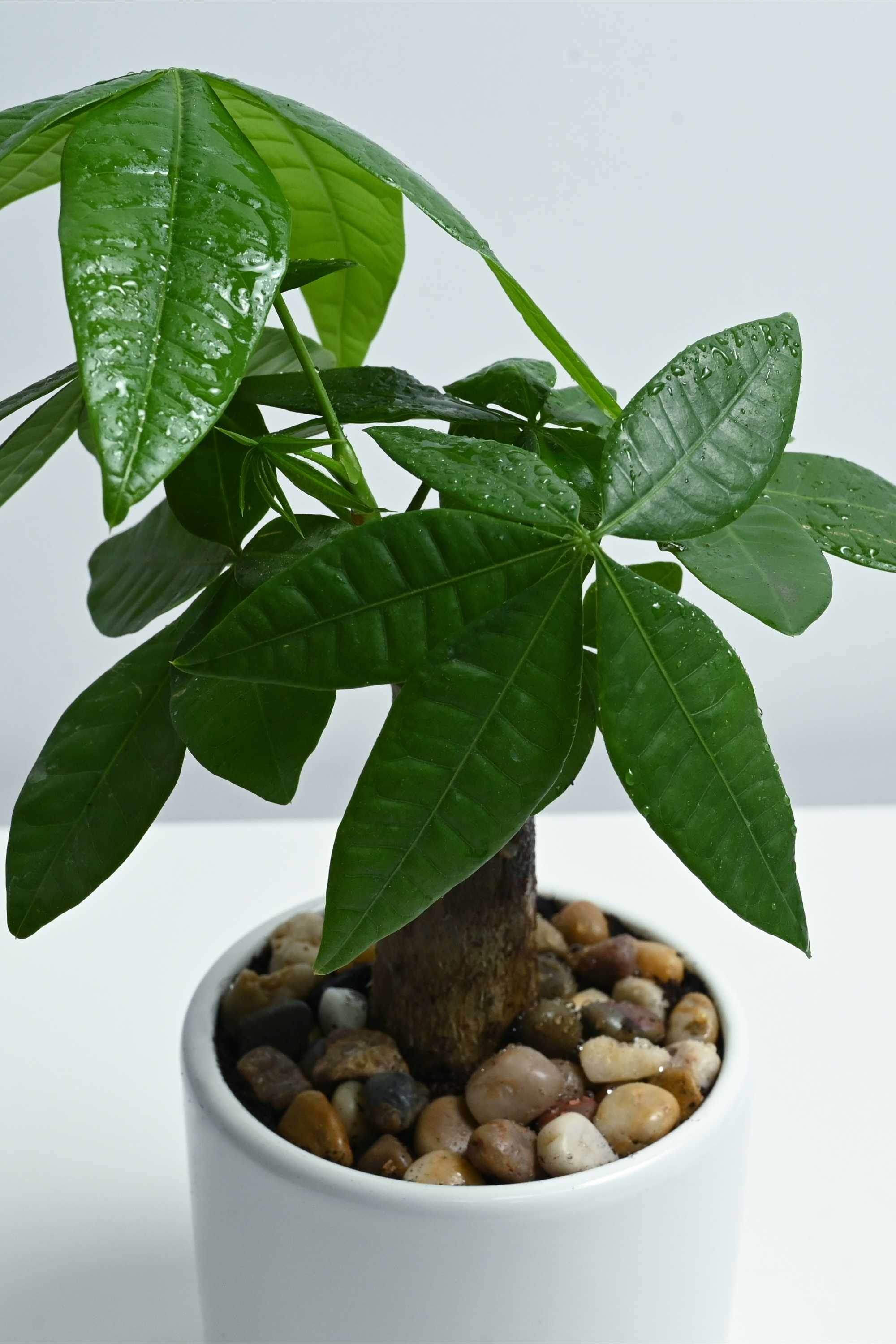 Indoor Plant Pachira aquatica Pachira aquatica