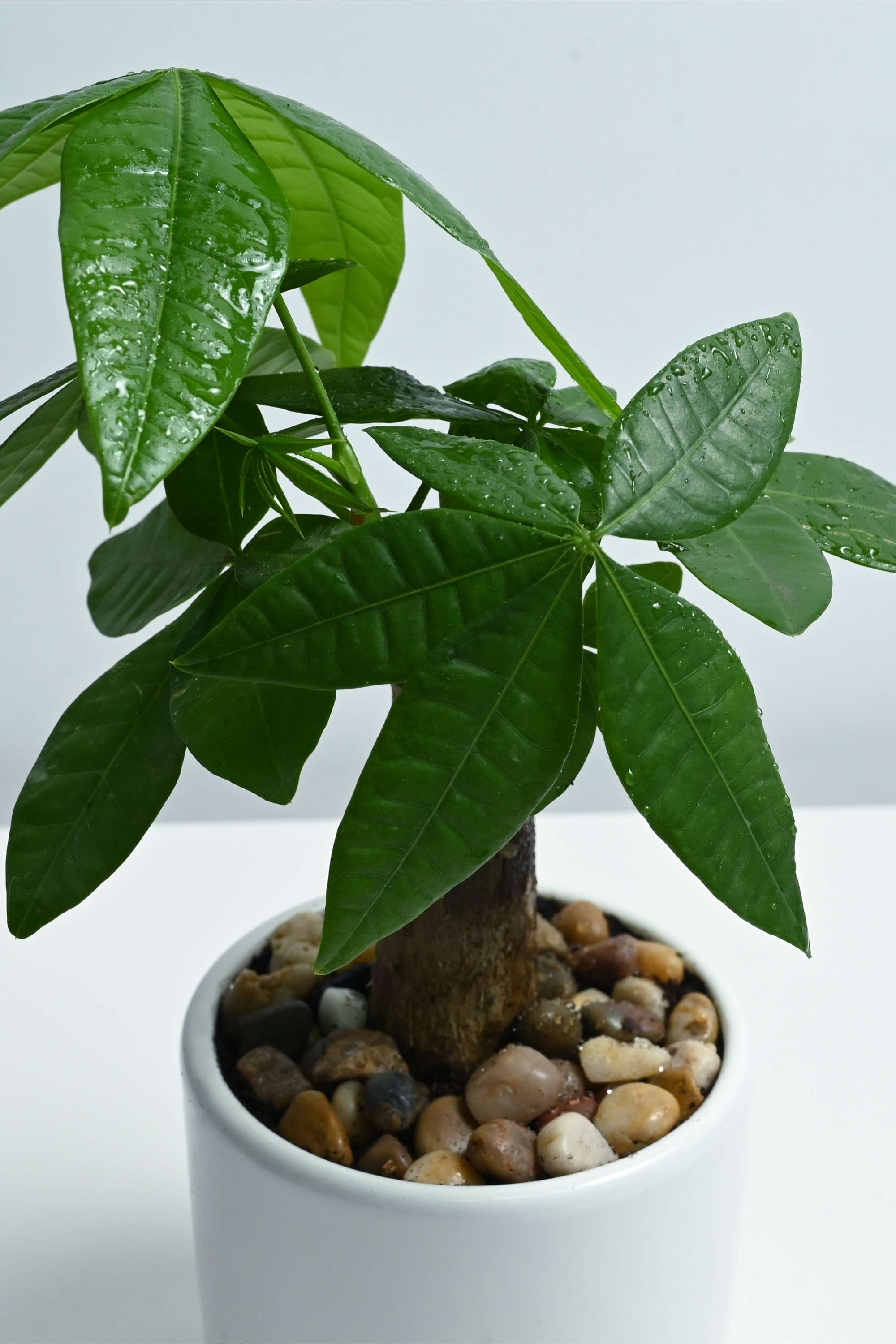 Indoor Plant Pachira Bonsai Pachira Bonsai