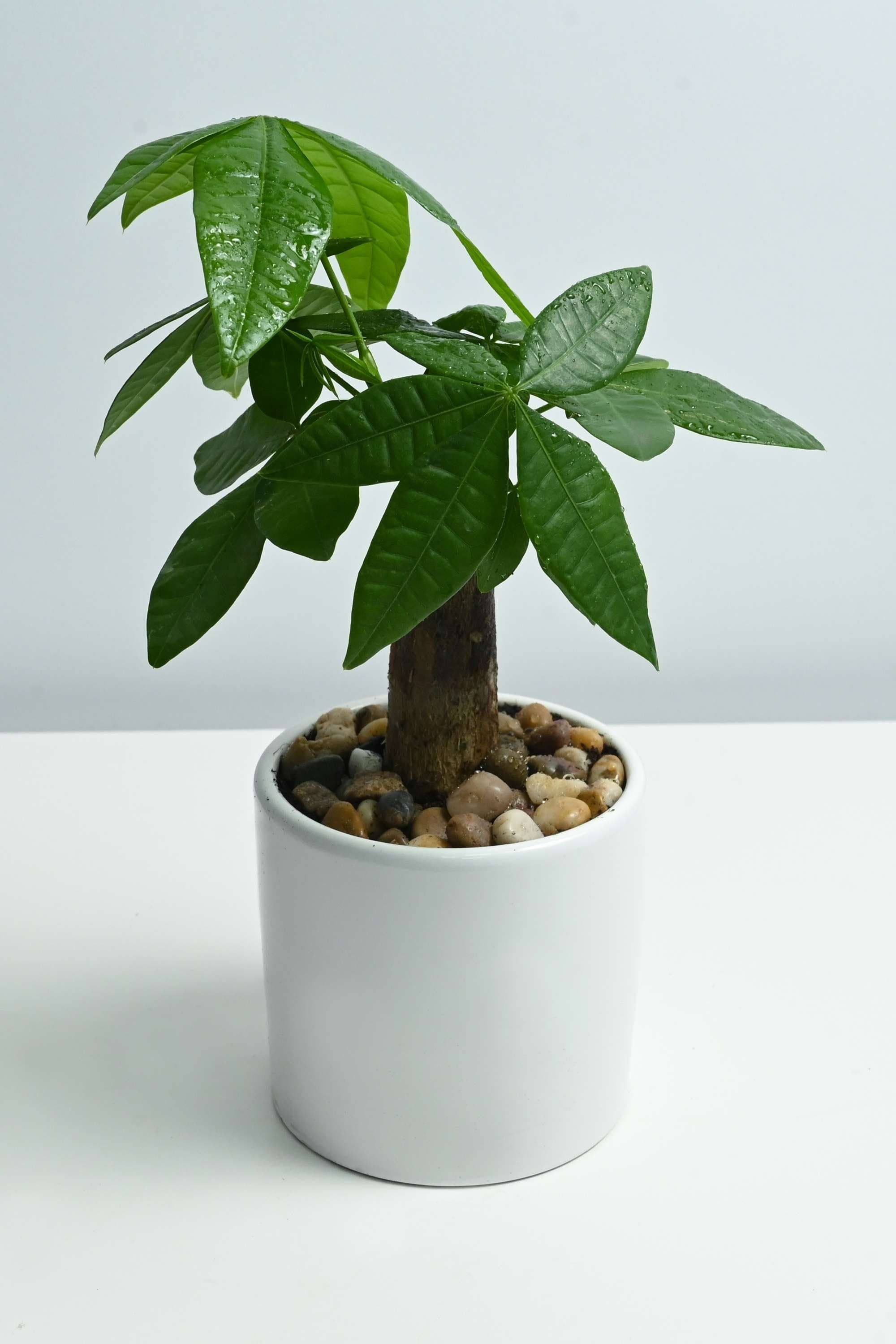 Indoor Plant Pachira Bonsai Pachira Bonsai