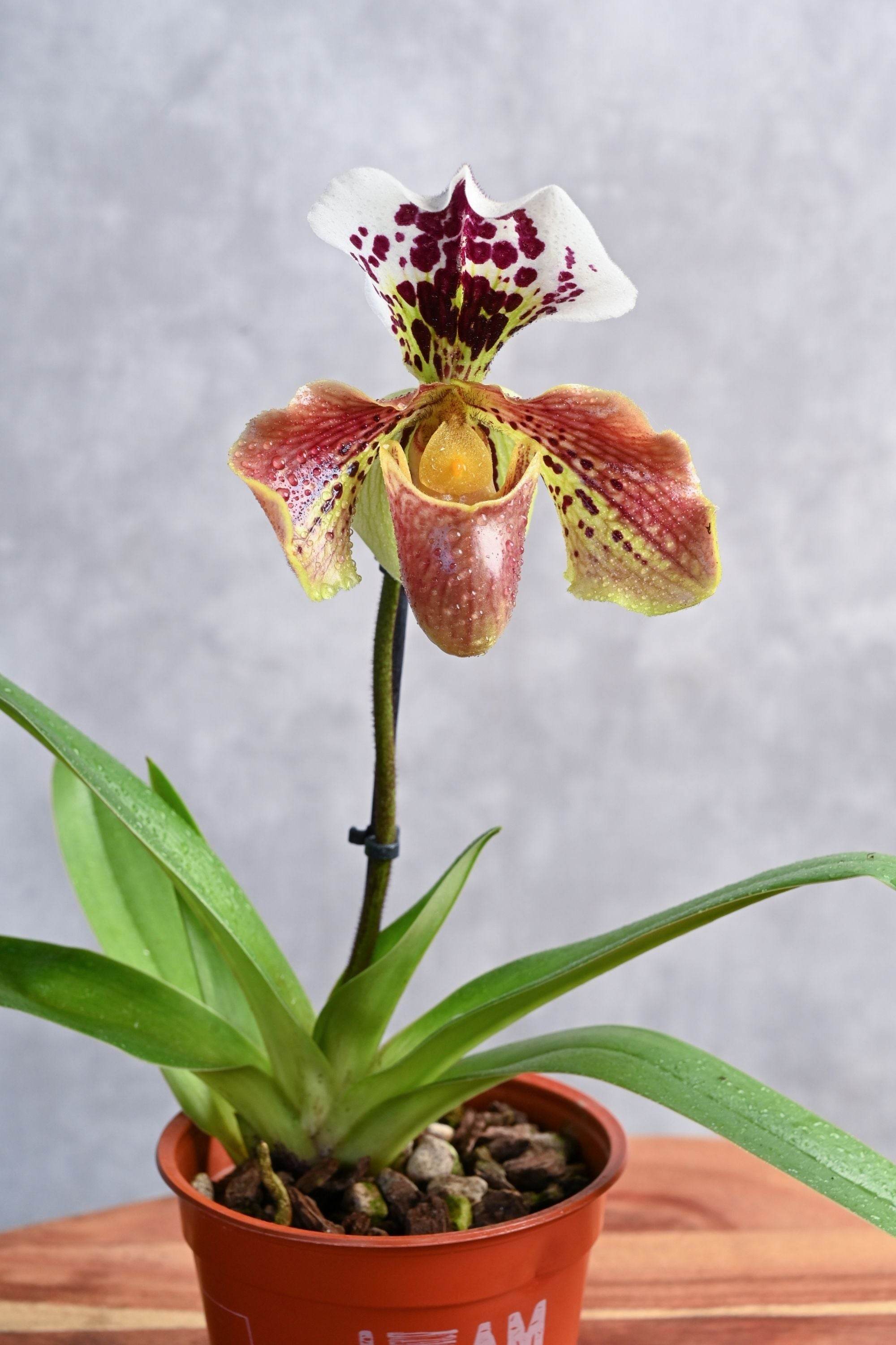 Indoor Plant Paphiopedilum Pinocchio Paphiopedilum Pinocchio
