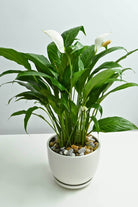 Indoor Plant Peace Lily Peace Lily