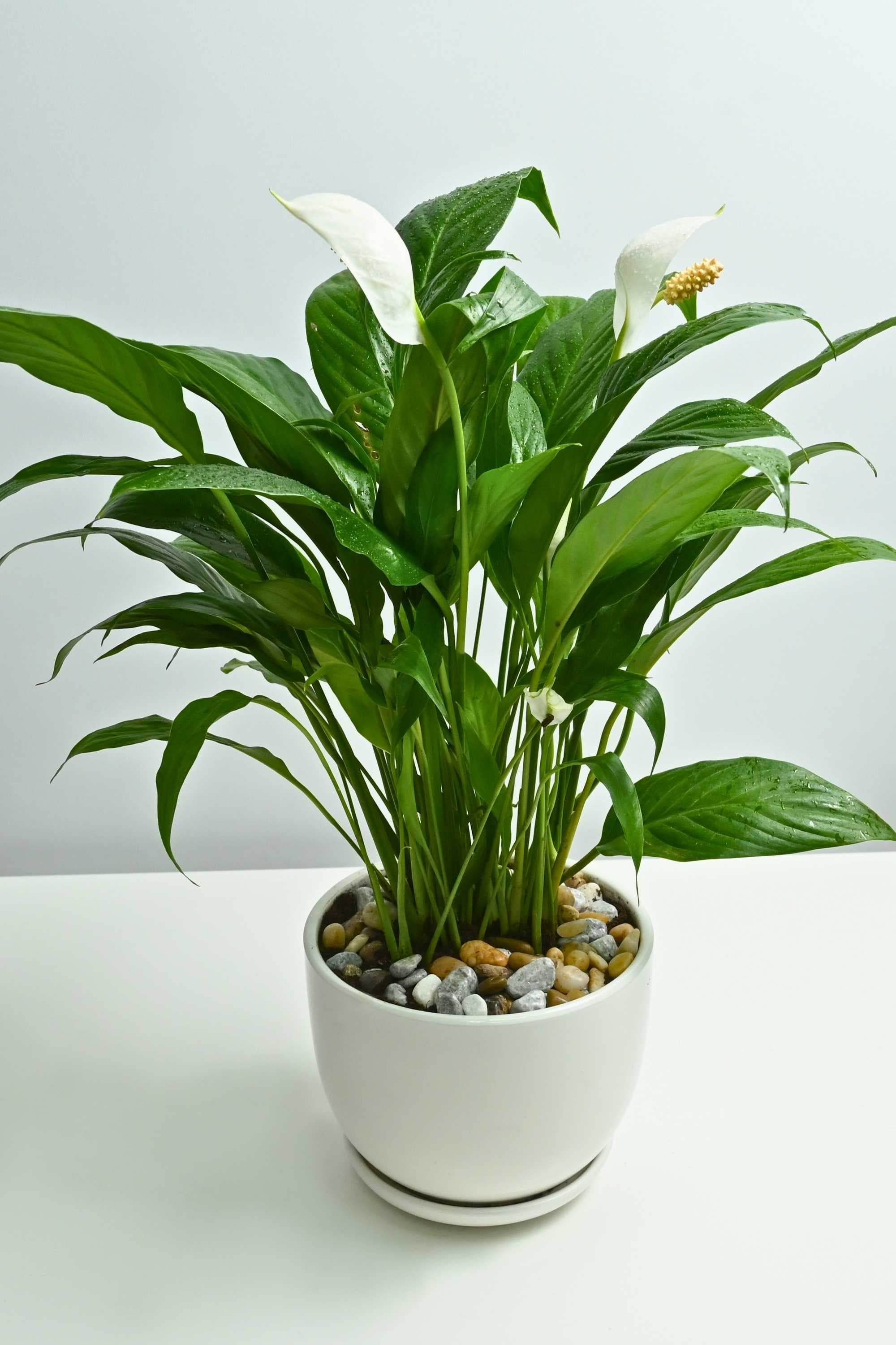 Indoor Plant Peace Lily Peace Lily