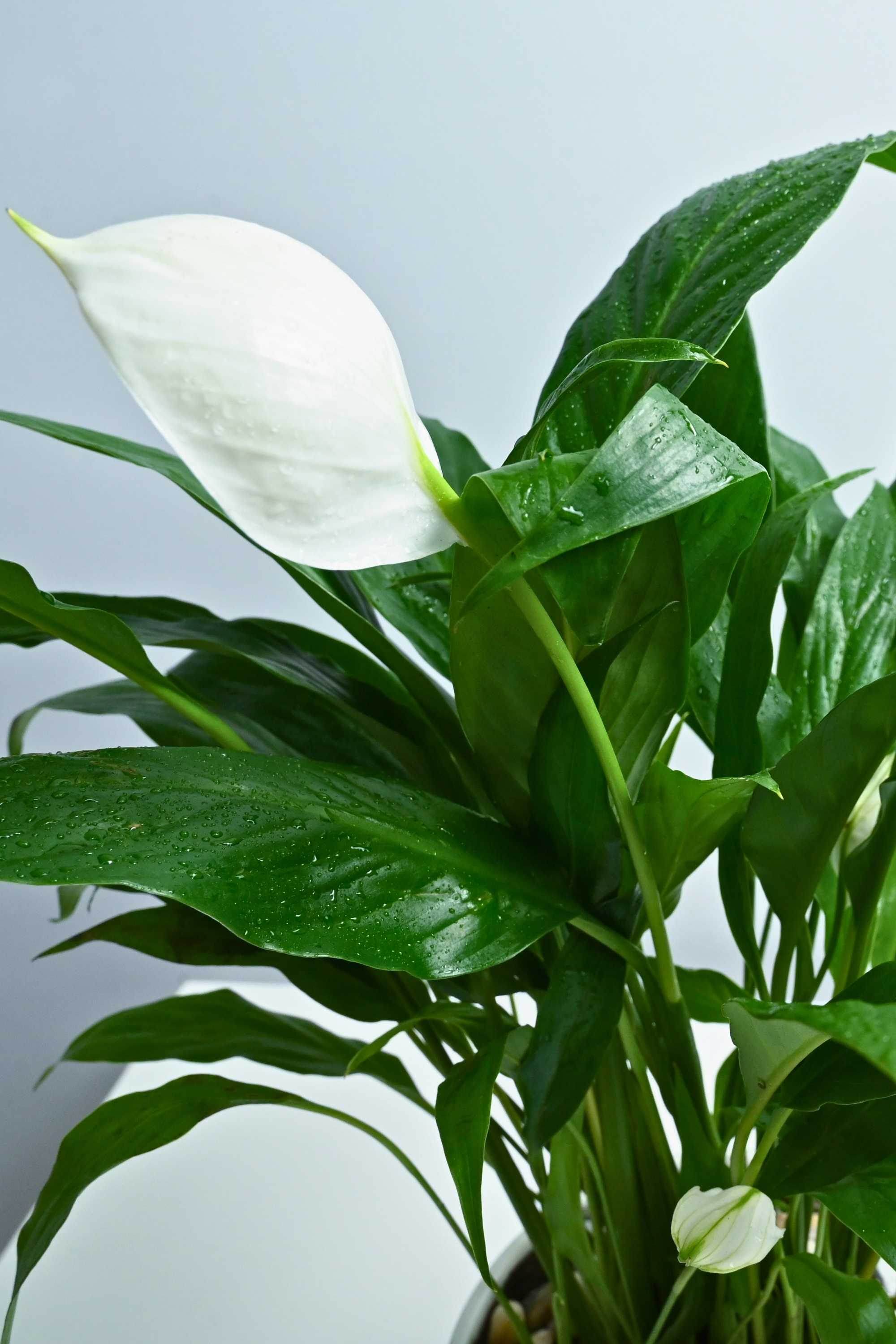 Indoor Plant Peace Lily Peace Lily