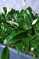 Indoor Plant Peace Lily Peace Lily