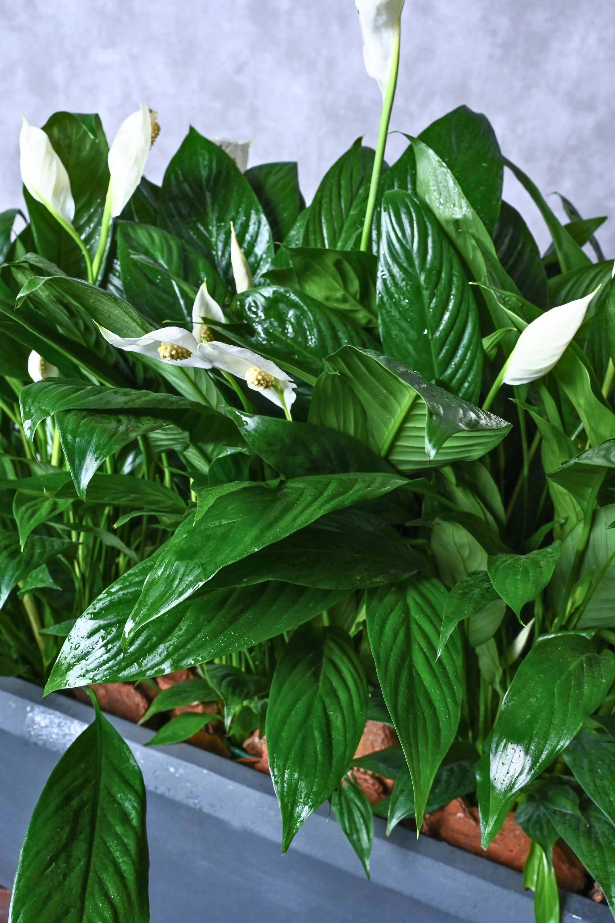 Indoor Plant Peace Lily Peace Lily