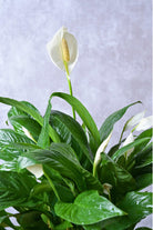 Indoor Plant Peace Lily Peace Lily