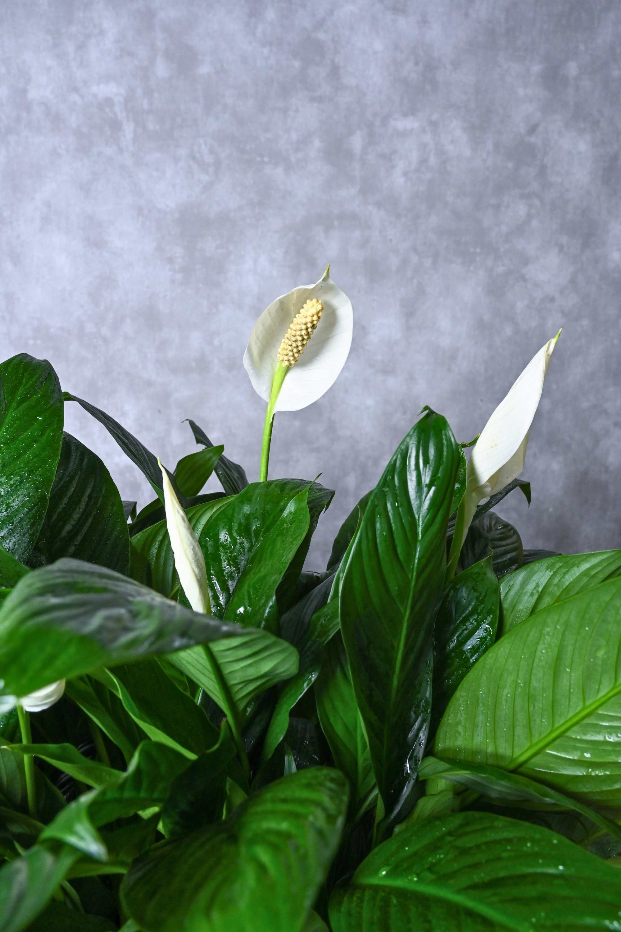 Indoor Plant Peace Lily Peace Lily