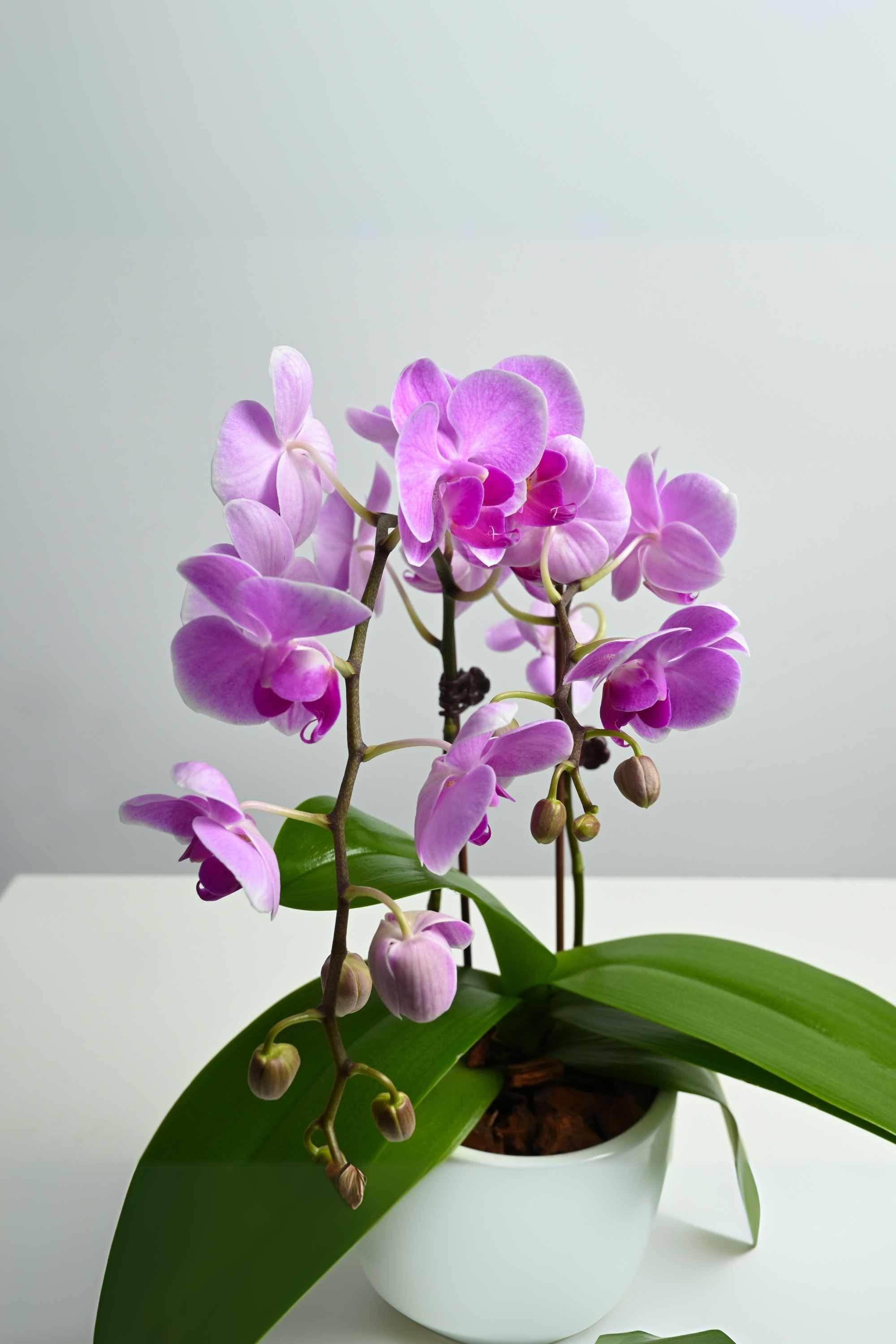 Indoor Plant Phalaenopsis Dwarf - Double Phalaenopsis Dwarf - Double