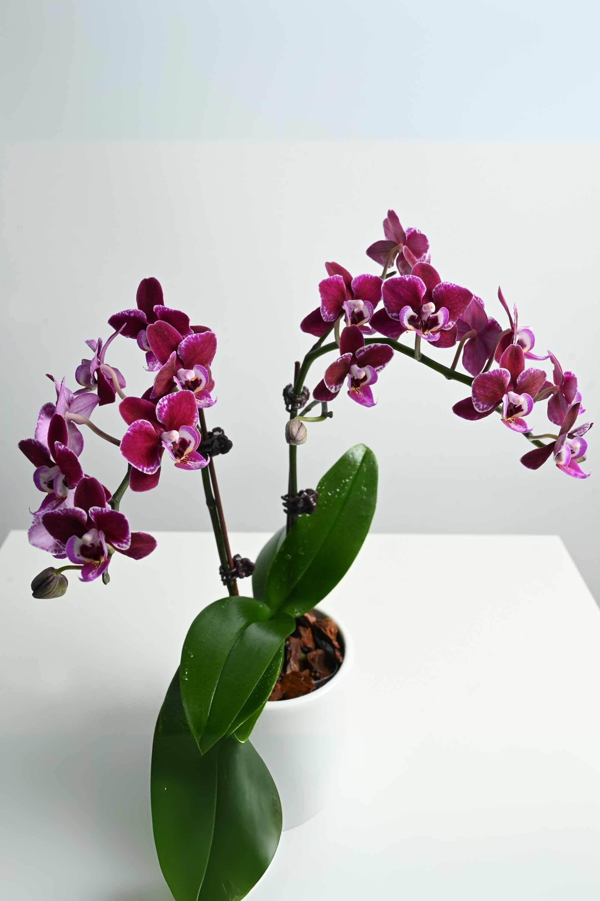 Indoor Plant Phalaenopsis Dwarf - Double Phalaenopsis Dwarf - Double