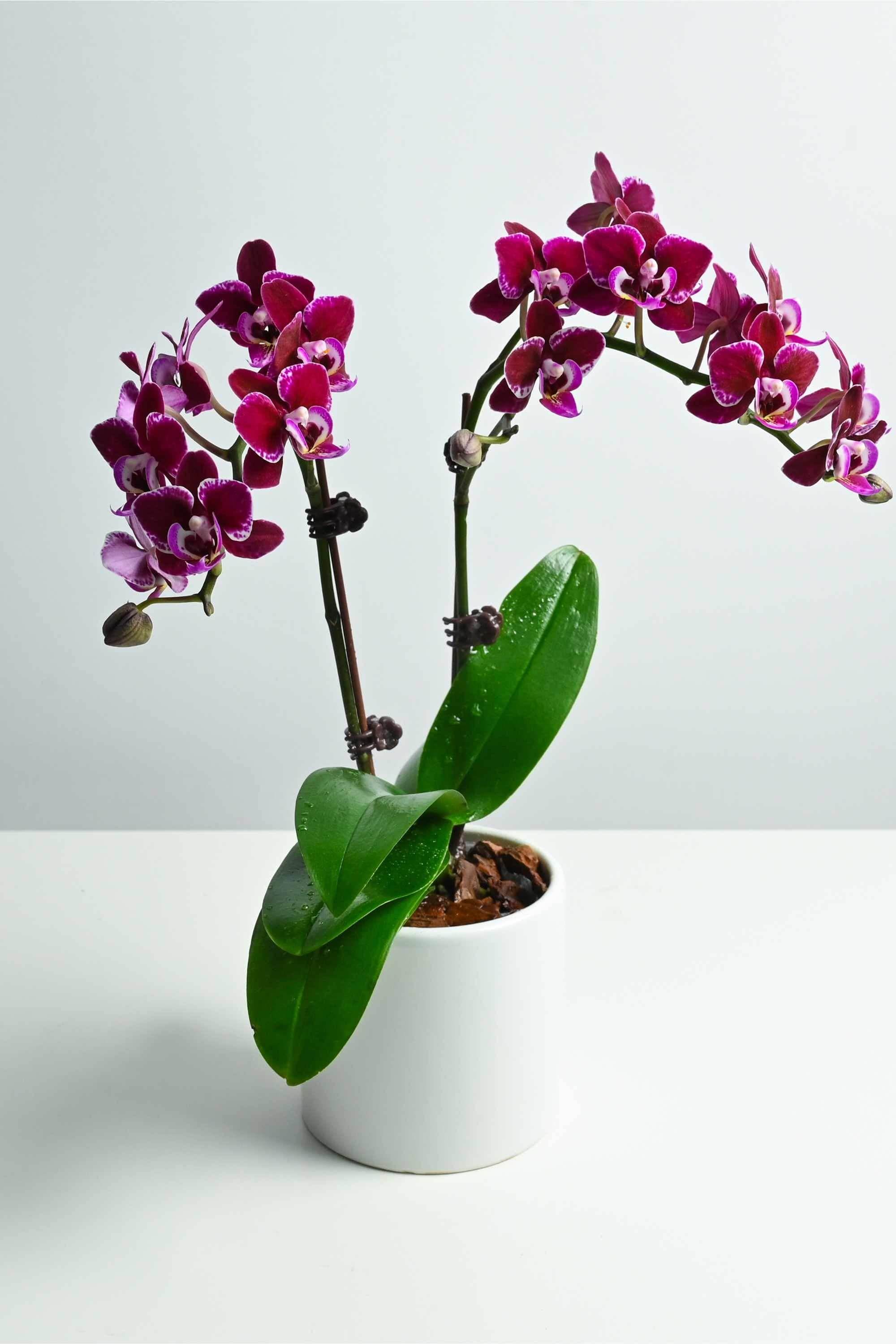 Indoor Plant Phalaenopsis Dwarf - Double Phalaenopsis Dwarf - Double