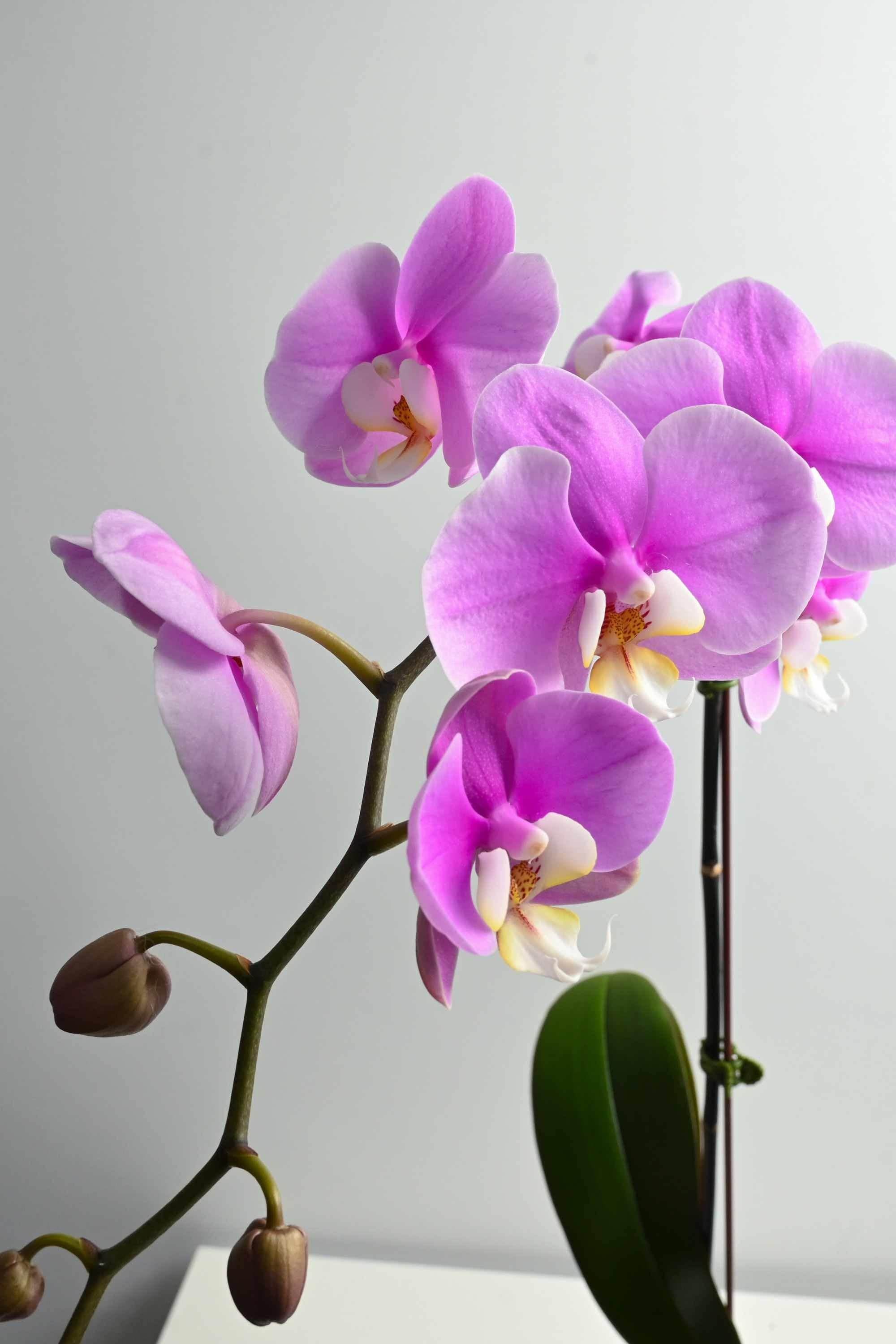 Indoor Plant Phalaenopsis Single Stem Phalaenopsis Single Stem