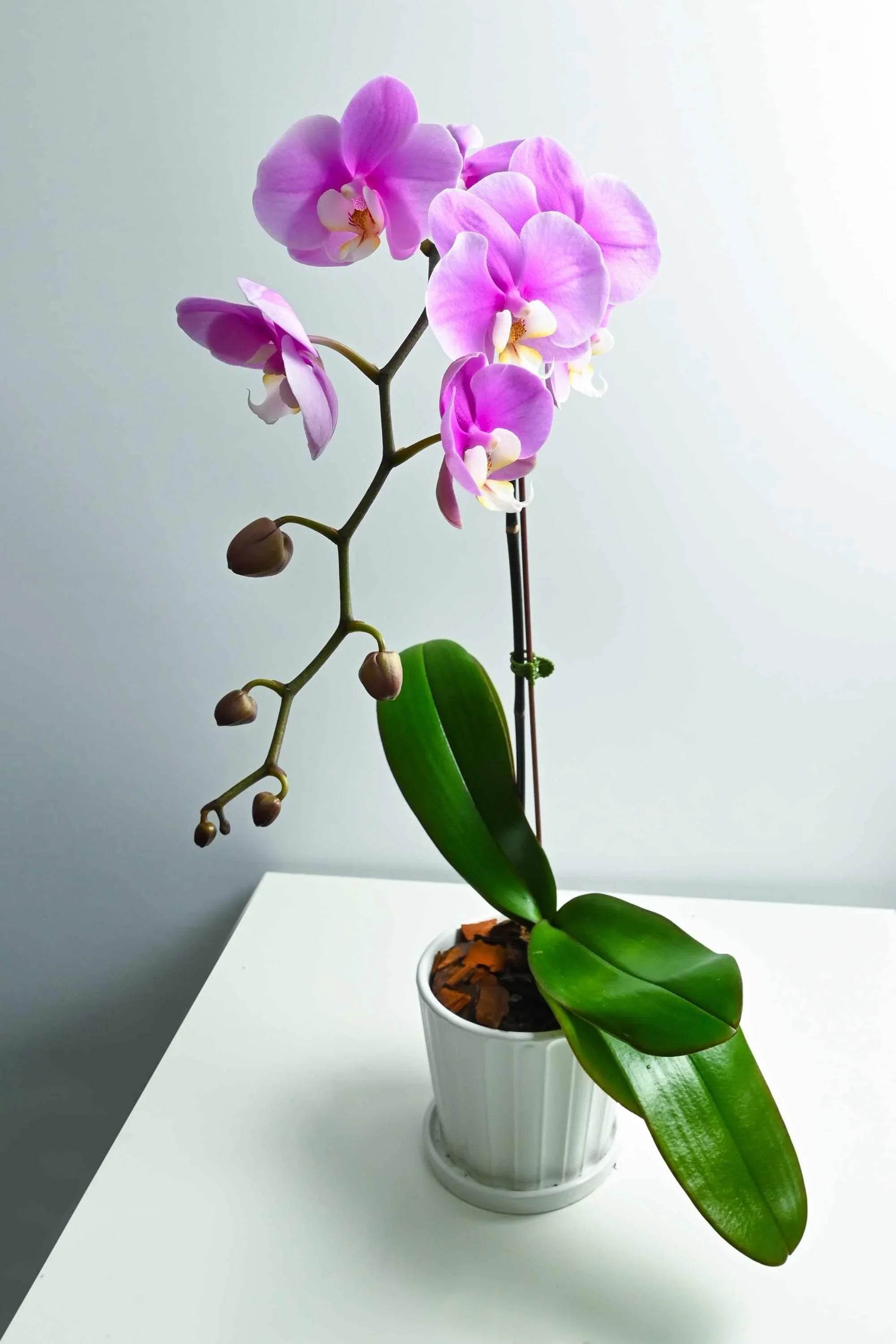 Indoor Plant Phalaenopsis Single Stem Phalaenopsis Single Stem