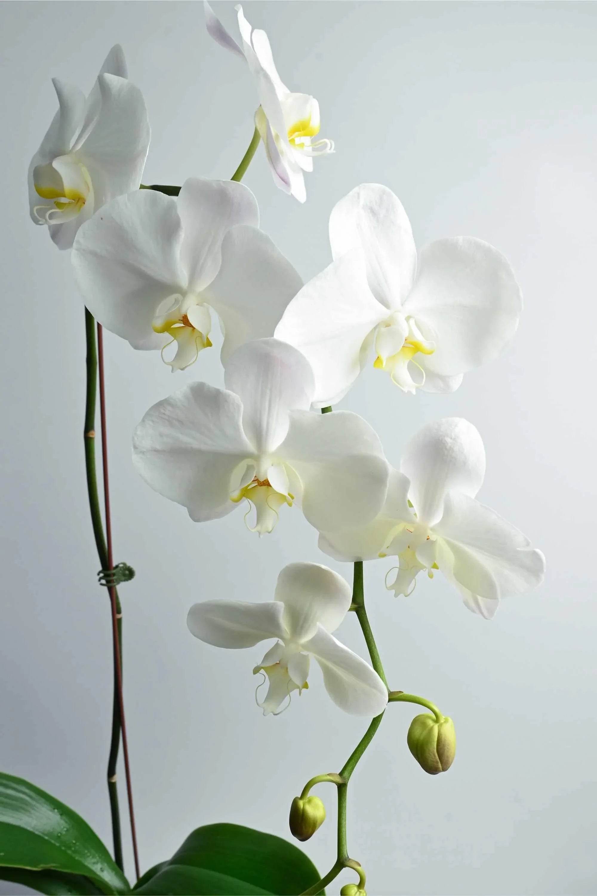 Indoor Plant Phalaenopsis Single Stem Phalaenopsis Single Stem