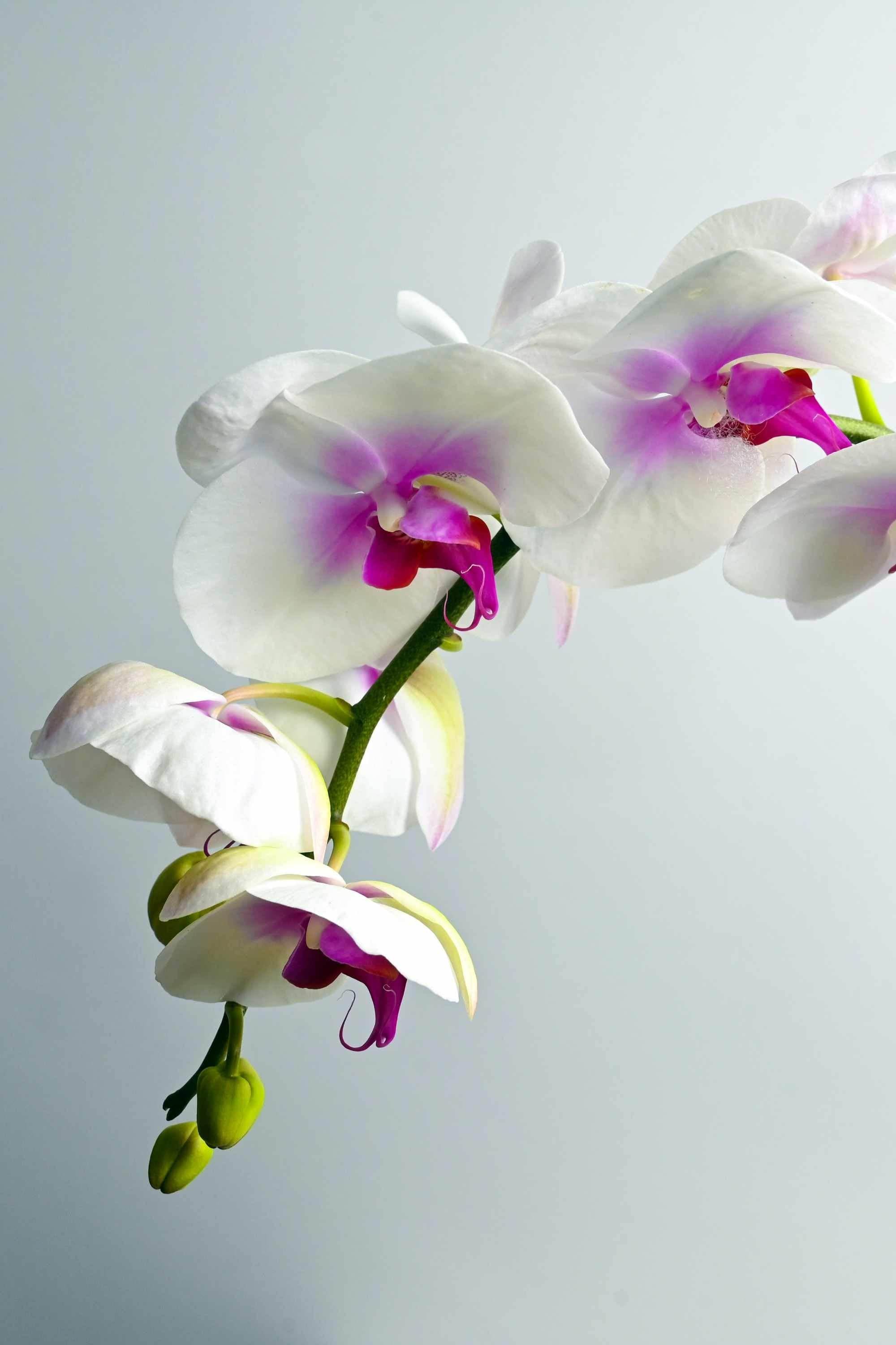 Indoor Plant Phalaenopsis Single Stem Phalaenopsis Single Stem