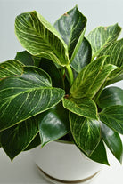 Indoor Plant Philodendron 'Birkin' Philodendron 'Birkin'