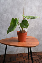 Indoor Plant Philodendron Grandipes Philodendron Grandipes