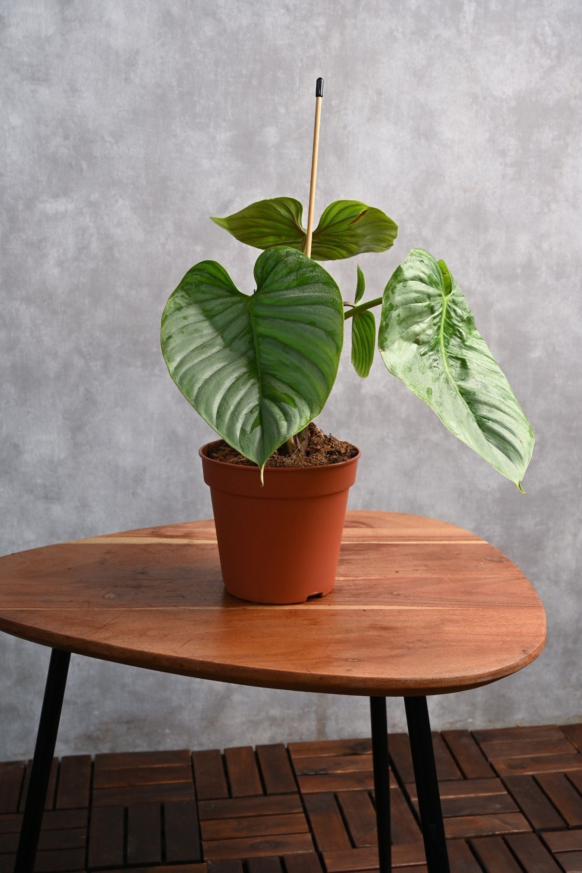 philodendron coffee Philodendron Grandipes – Adplants