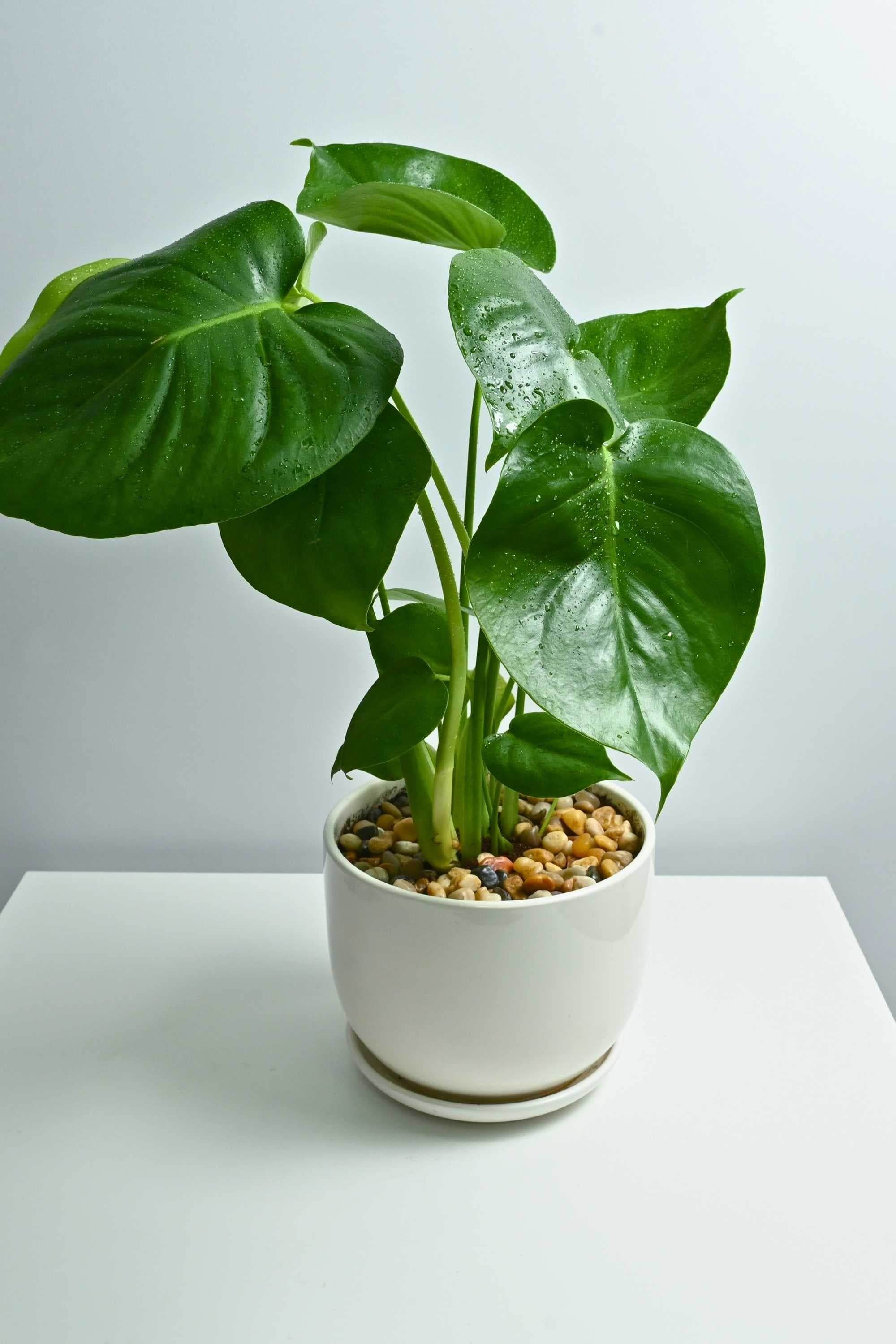 Indoor Plant Philodendron hederaceum Philodendron hederaceum