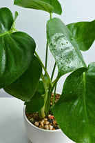 Indoor Plant Philodendron hederaceum Philodendron hederaceum