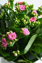 Indoor Plant Pink / Default Plastic Pot Kalanchoe spp. Kalanchoe spp.