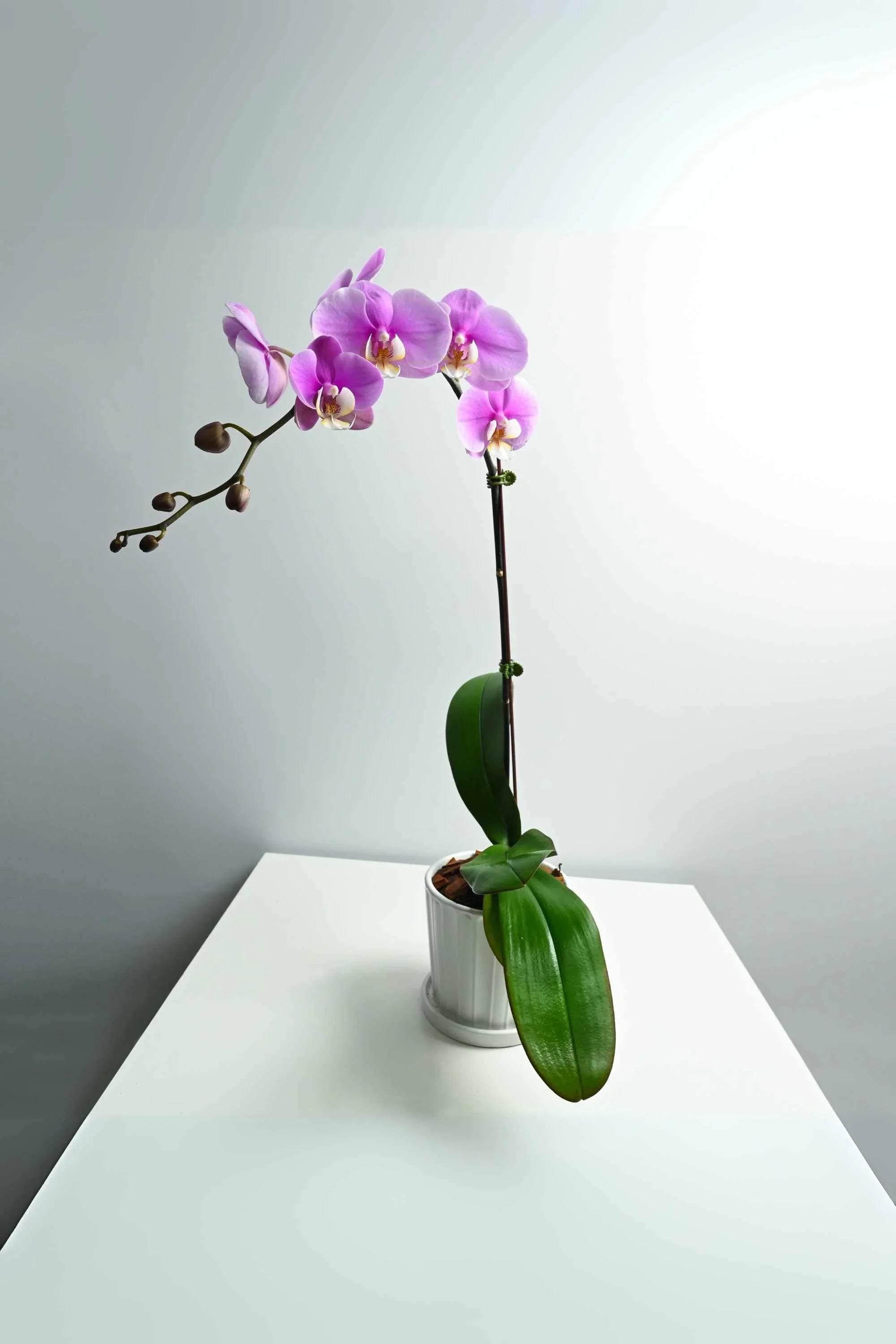 Indoor Plant Pink Phalaenopsis Single Stem Phalaenopsis Single Stem