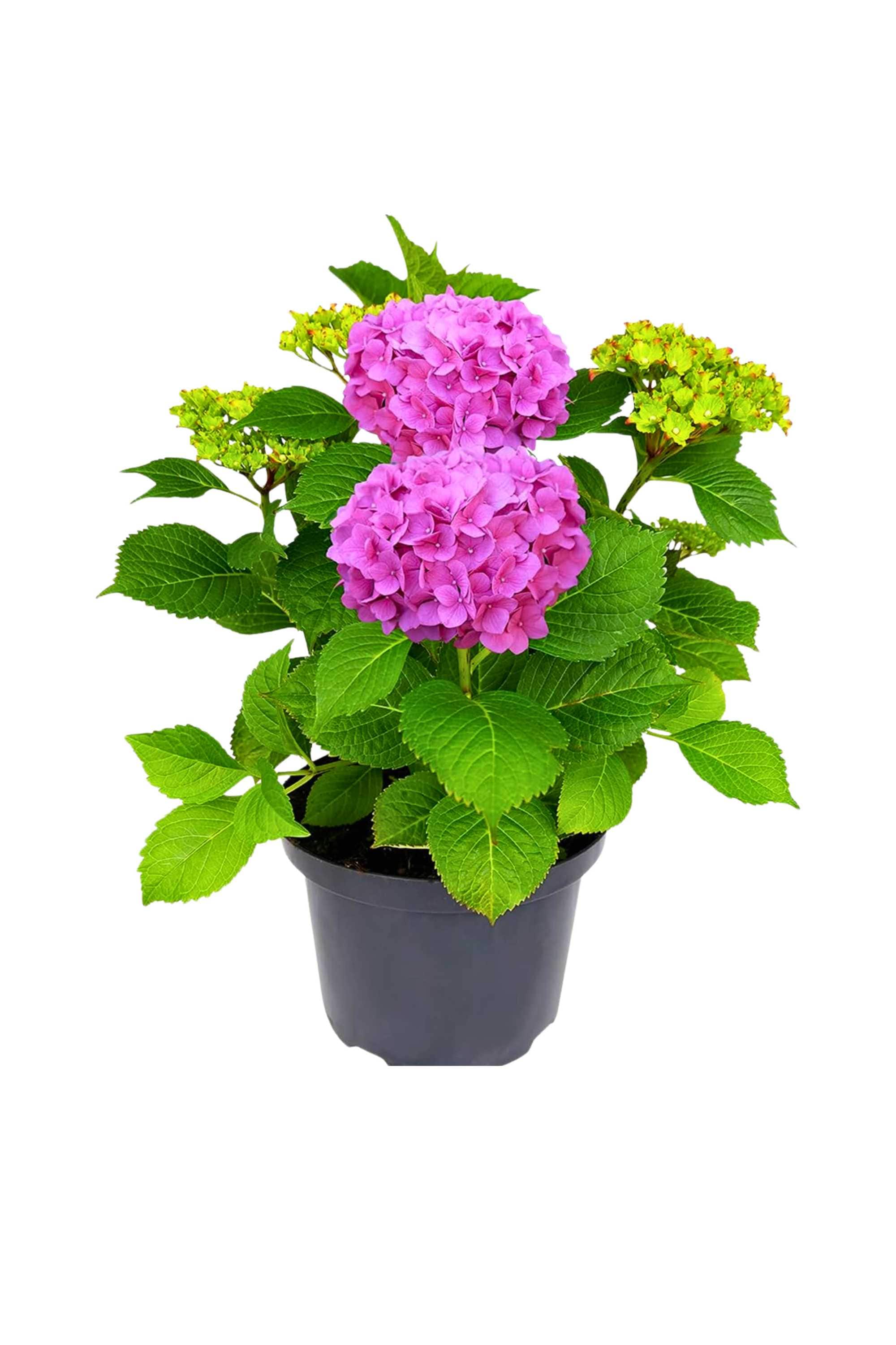 Indoor Plant Pink / Small 30 x 35 cms Hydrangea macrophylla Hydrangea macrophylla