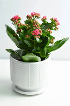 Indoor Plant Pink / White Ceramic Kalanchoe spp. Kalanchoe spp.