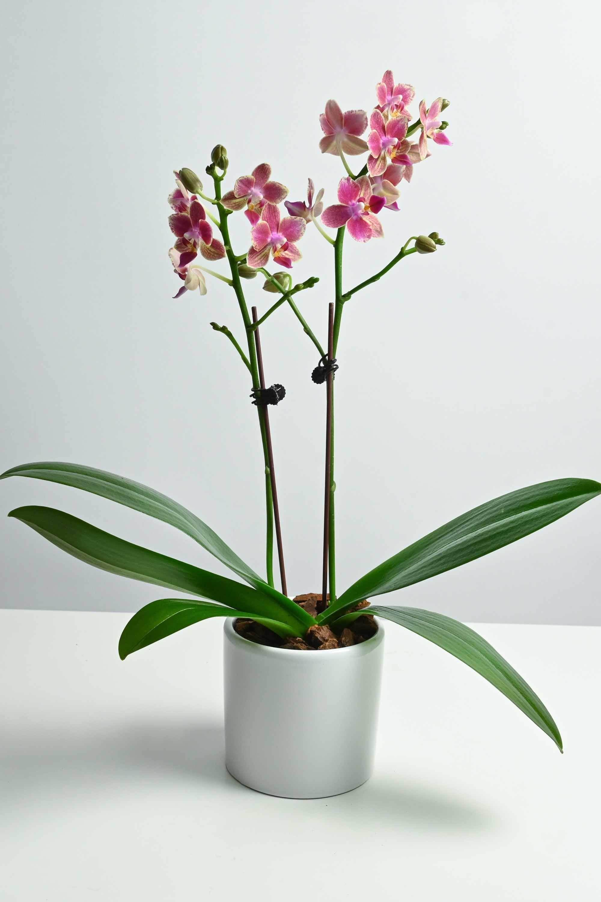 Indoor Plant Purple with Stripe Phalaenopsis Dwarf - Double Phalaenopsis Dwarf - Double
