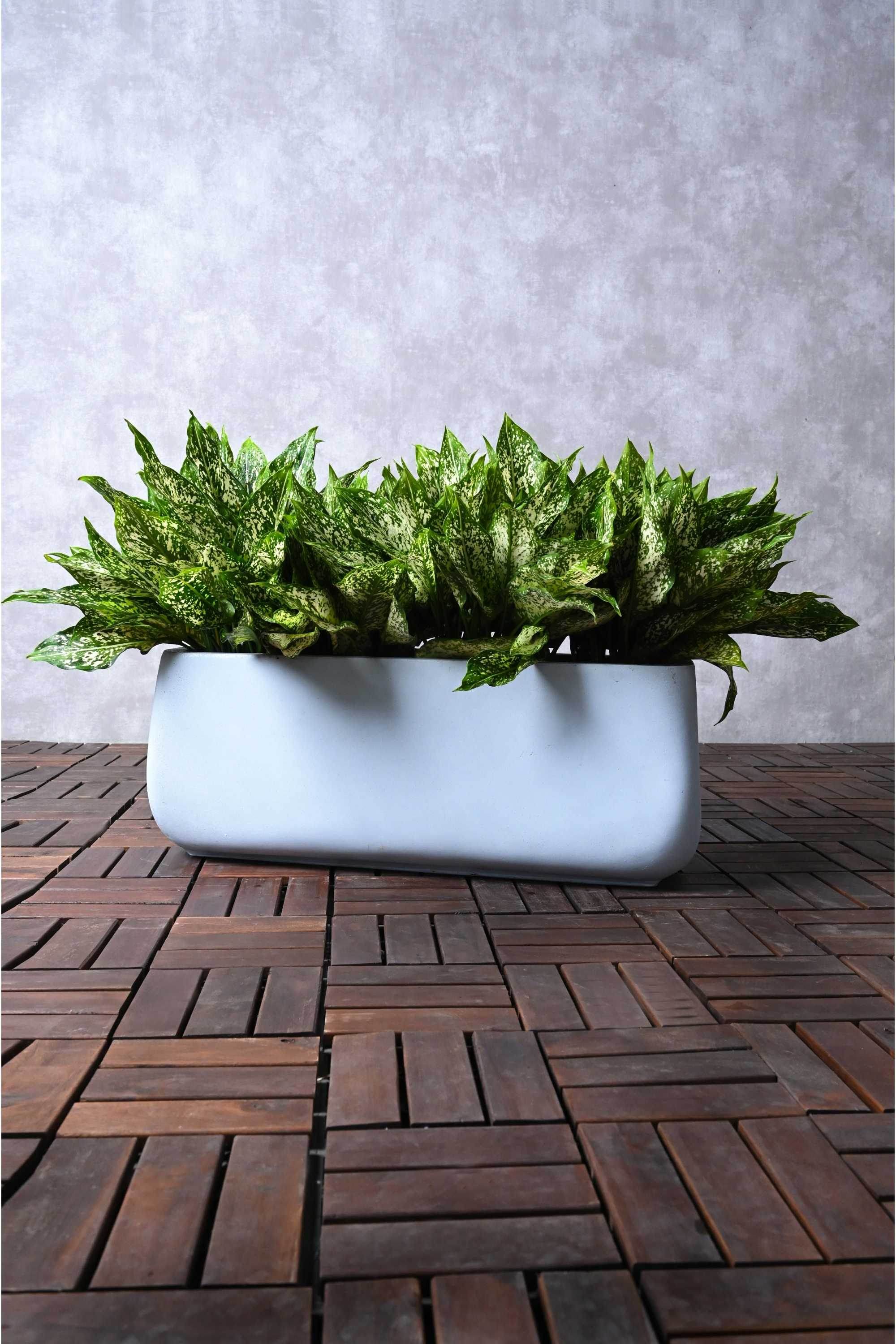 Indoor Plant Rectangular GRC Pot Aglaonema costatum Aglaonema costatum