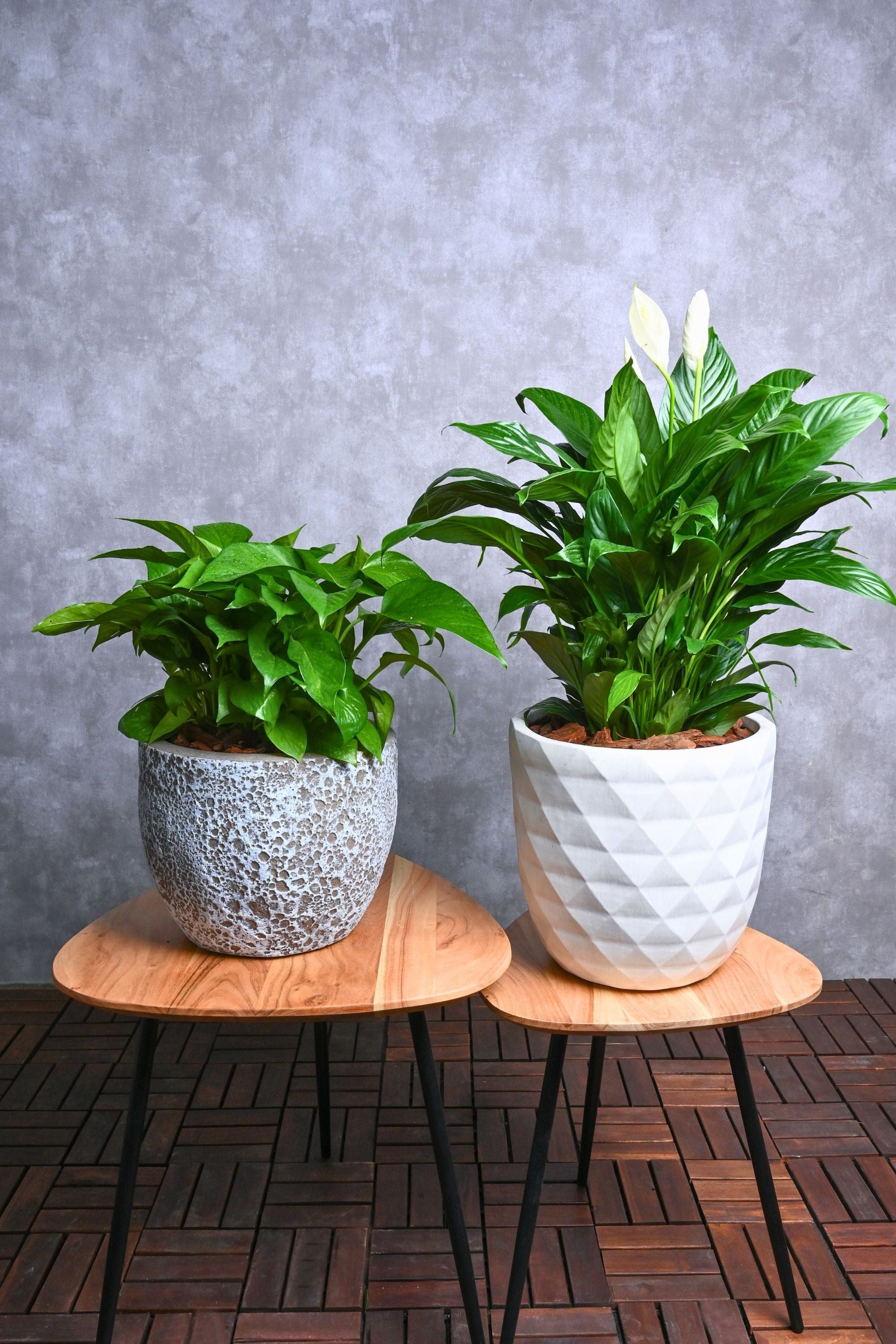Indoor Plant Regular Epipremnum aureum & Spathiphyllum spp.