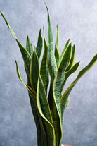 Indoor Plant Sansevieria trifasciata ‘Laurentii’ Sansevieria trifasciata ‘Laurentii’