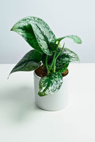 Indoor Plant Scindapsus pictus Scindapsus pictus