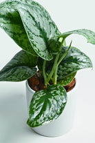 Indoor Plant Scindapsus pictus Scindapsus pictus