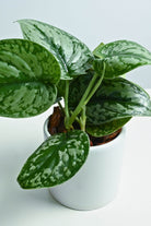 Indoor Plant Scindapsus pictus Scindapsus pictus